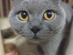 -爱佳宠物中心医院24H·CT·骨外科·猫专科(瑶海万达店)