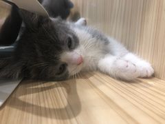 -屋虎猫馆(宝安大仟里店)
