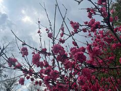 -洋湖国家湿地公园