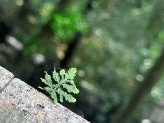 -狼山风景名胜区
