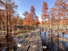 -池杉湖湿地公园