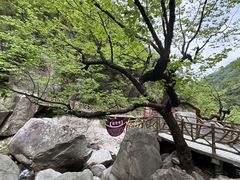 -洛阳白云山景区