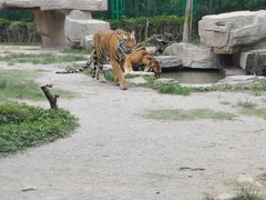 -上海野生动物园老虎餐厅