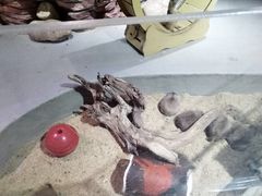 -正佳雨林生态植物园