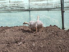 -庞各庄翠芳园西瓜蔬菜基地采摘园