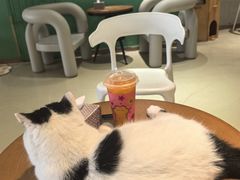 -藏猫猫咖啡主题馆(中央大道店)