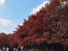 -上海海湾国家森林公园