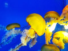 -太平洋海底世界