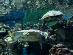 -上海海洋水族馆