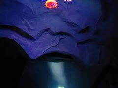 -贝壳梦幻世界