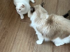 -有猫主题·治愈系猫咖(曾厝垵店)