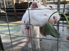 -前小桔亲子创意农场·草莓采摘·露营烧烤