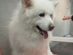 -宠福鑫康馨动物医院·骨科·眼科