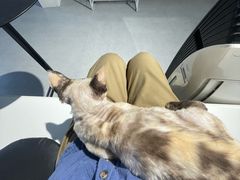 -琪喵猫屋·撸猫猫咖·猫舍