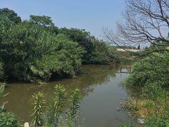 -南汇新场正宗水蜜桃采摘