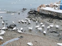 -烟墩角天鹅湖