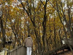 -帽儿山国家森林公园