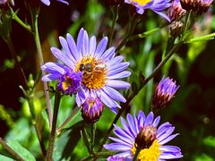 -白草畔自然风景区