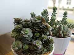 -MonsterBeans怪兽咖啡(东财店)