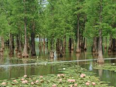 -白鹭湾湿地公园