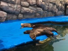 -华夏文旅海洋公园