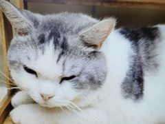 -瑞派动物医院·猫专科·至诚(江南中分院)