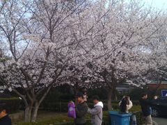 景点-武汉大学-樱园