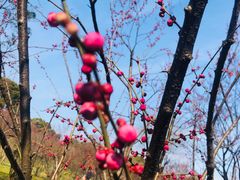 -无锡梅园公园