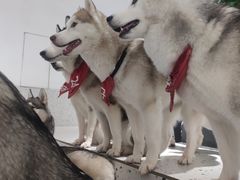 -Husky Go!哈士奇体验馆·宠物咖啡厅狗咖