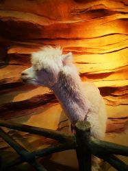 -酷嗒动物文化乐园(cutezoo西溪乐天城店)