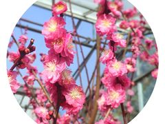-北京鹫峰国家森林公园