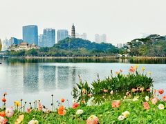 -顺峰山公园