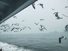 -长岛万鸟岛