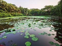 -云溪植物园