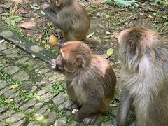 -苏州上方山国家森林公园