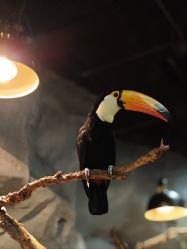 -Zoolung Zoolung动物主题公园(海信广场店)