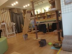 -MOYOYO猫咪咖啡店