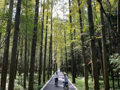 -东平国家森林公园