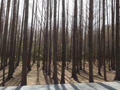 -日照海滨国家森林公园