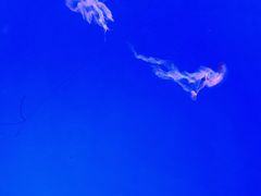 -上海海洋水族馆