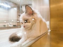 -飞行喵MR PILOT|猫舍·猫咖(静安大融城店)
