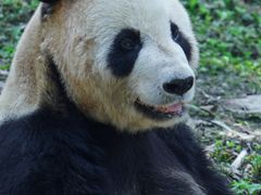 -都江堰中华大熊猫苑