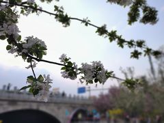 -海棠花溪(元大都城垣遗址公园)