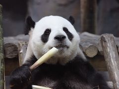 -栾川竹海野生动物园