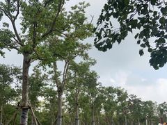 -上海海湾国家森林公园