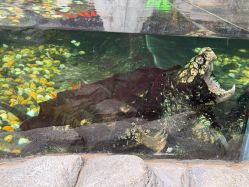 -Zoolung Zoolung动物主题公园(海信广场店)