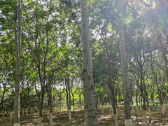 -永定河休闲森林公园