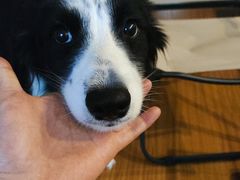 -伟伟宠物医院·CT影像中心·瑞派犬猫综合性门诊(汉口总院)