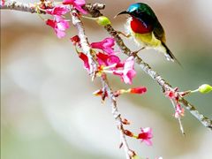 -深圳仙湖植物园