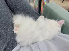 -老吴的猫·猫舍(新区店)